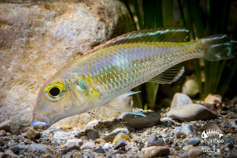 Callochromis pleurospilus 'Kigoma'
